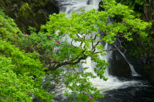 Great Britain, Wales, Cambrian Mountains, Mynach Falls waterfall at Devils Bridge Great Britain, Wales, Cambrian Mountains, Mynach Falls waterfall at Devils Bridge